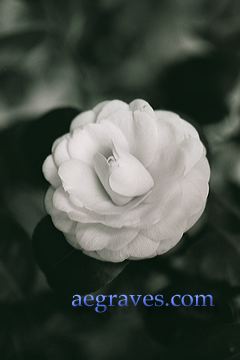 20020228_healdsburgbw2_22.jpg