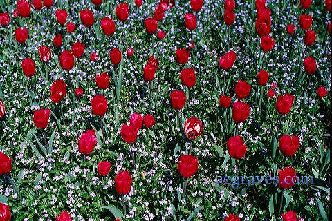 20020406_filoli_06.jpg