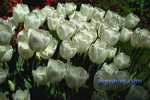 20020410_filoli_18.jpg
