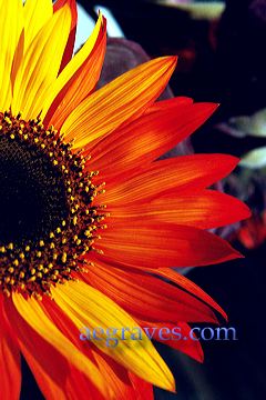 20021017_sbgarden_23r.jpg