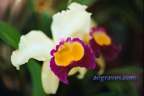 20040227_orchidexpo4_23.jpg