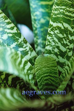 20040521_conservatory4_23.jpg