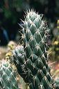 20010620_arboretum4_23