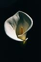 20020118_orchid_garden_15
