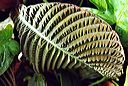 20040520_conservatory1_13