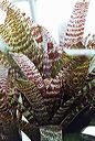 20040521_conservatory4_13