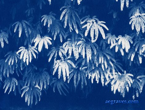 cyanotype, alternative process print by A.E. Graves