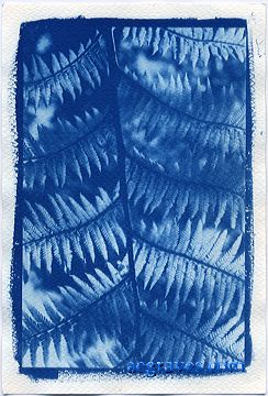 cyanotype, alternative process print by A.E. Graves