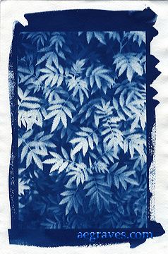 cyanotype, alternative process print by A.E. Graves