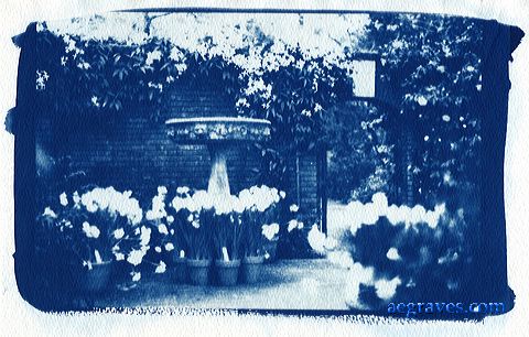 cyanotype, alternative process print by A.E. Graves