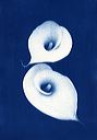 blue image two calla lily flowers