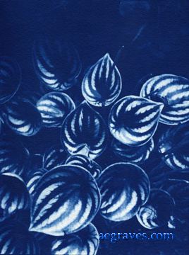 cyanotype, Foliage in Blue, alternative process print by A.E. Graves