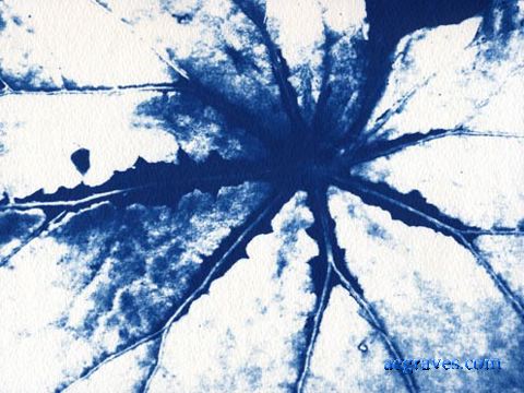 cyanotype, Foliage in Blue, alternative process print by A.E. Graves