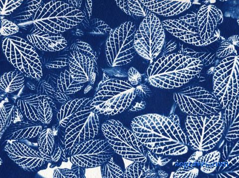 cyanotype, Foliage in Blue, alternative process print by A.E. Graves