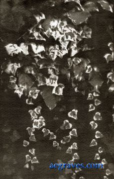 gum bichromate alternative process print by A.E. Graves