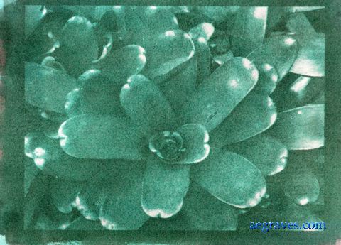 gum bichromate alternative process print by A.E. Graves