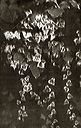 black and white image of variegated ivy