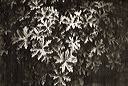 thumbnail of gum bichromate alternative process print by A.E. Graves