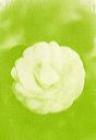 thumbnail of gum bichromate alternative process print by A.E. Graves