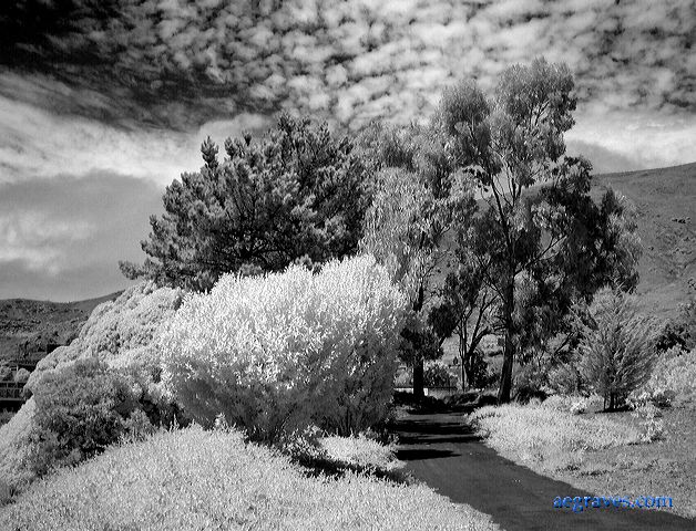 l1200700bw.jpg