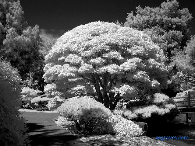 l1200806bw.jpg