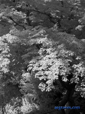 l1210591bw.jpg