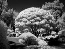 l1200806bw