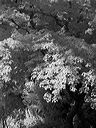 l1210591bw