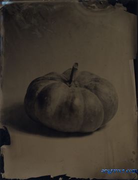black glass ambrotype by A.E. Graves of pumpkin