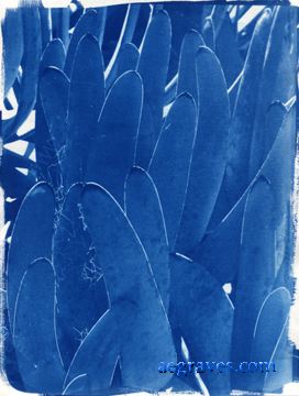 cyanotype print of a succulent plant