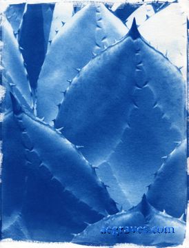 cyanotype print of a succulent plant