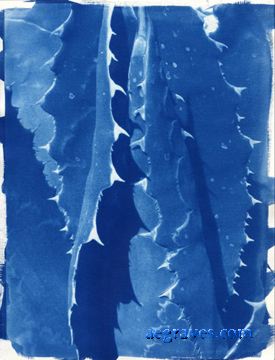 cyanotype print of a succulent plant