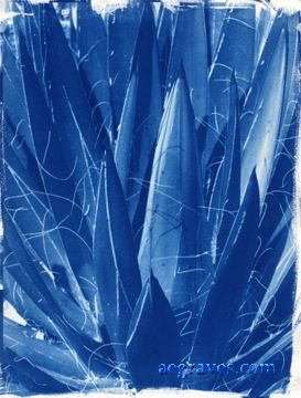 cyanotype print of a succulent plant