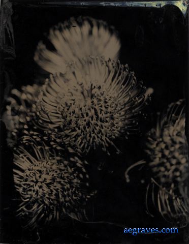 webfloraltintypes001.jpg
