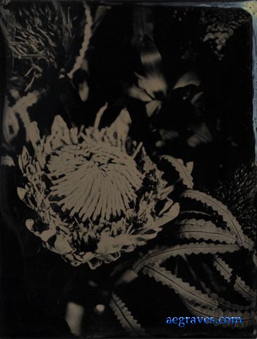 webfloraltintypes003.jpg