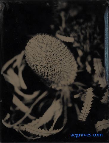 webfloraltintypes005.jpg