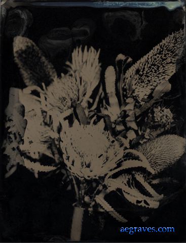 webfloraltintypes006.jpg