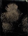 webfloraltintypes001